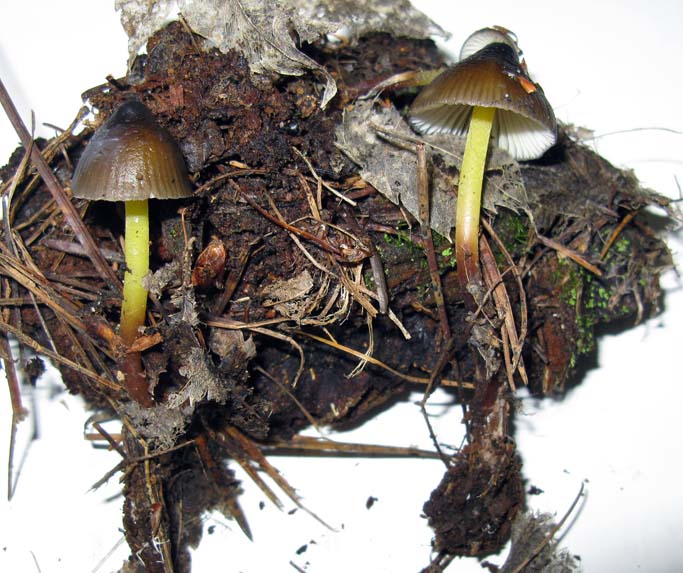 Mycena epipterygia var cascadensis